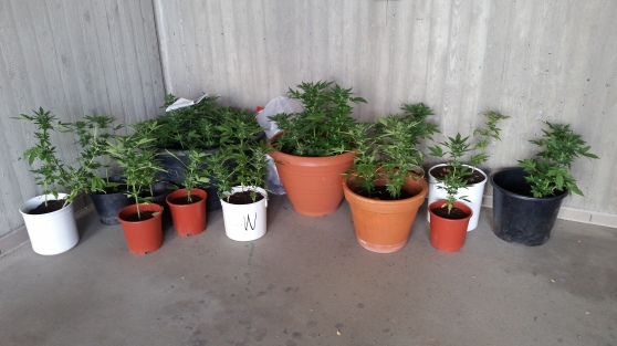 cannabis_pflanzen.jpg